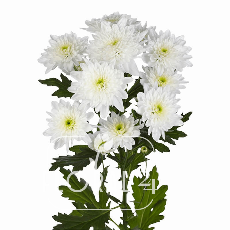 Кустовая хризантема Зембла белая