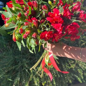 Монобукет «Красный очаг любви» от интернет-магазина «Floral24» в Сочи