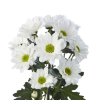 Кустовая хризантема Бакарди белая
