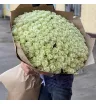 Белые ночи